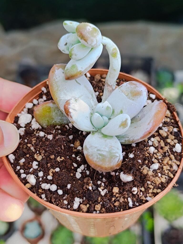Siracactus-Succulente-Pachyphytum-cuicatecanum-koreana.jpg