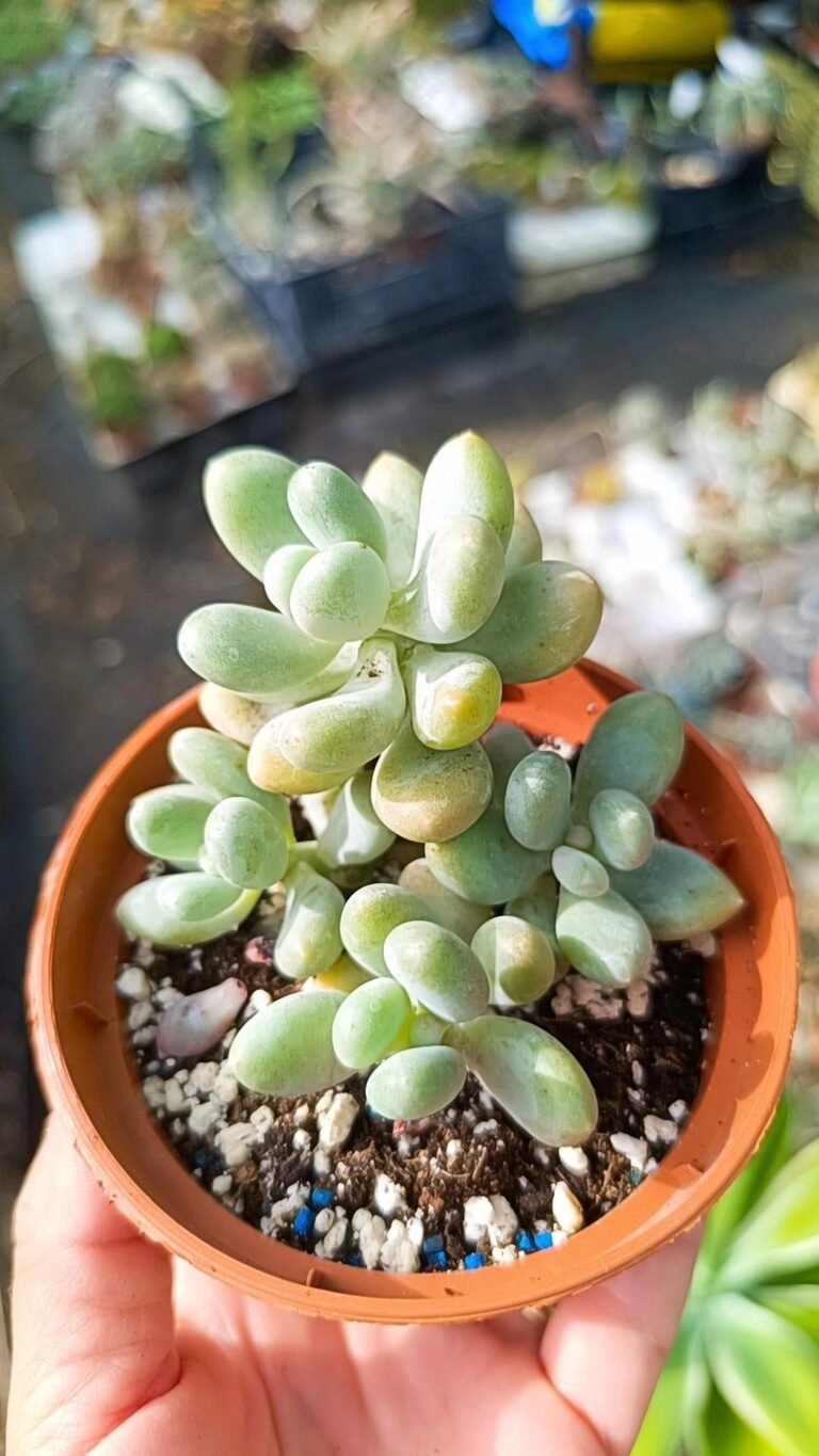 Siracactus-Succulente-Pachyphytum-haili-2.jpg