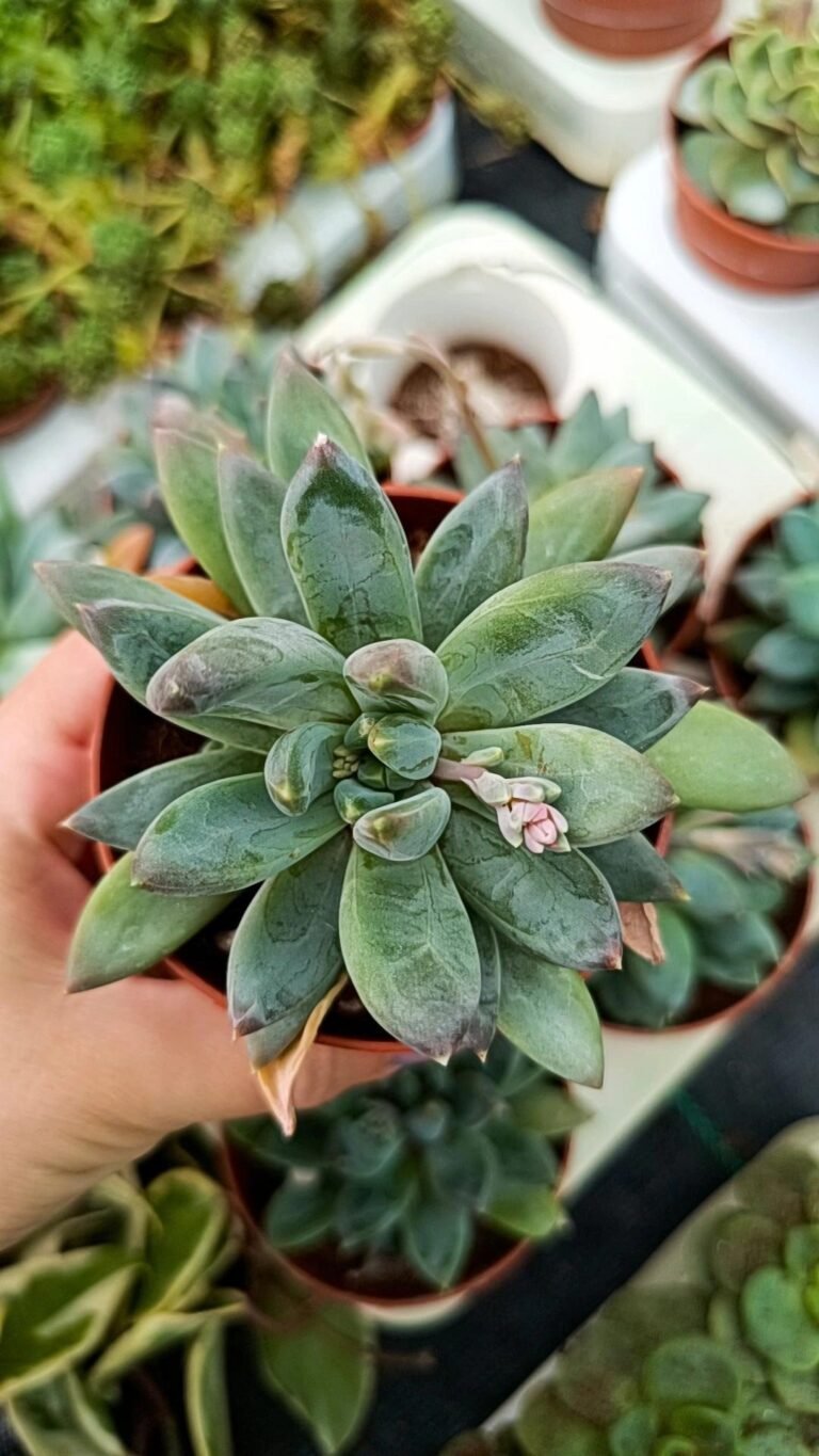Siracactus-Succulente-Pachyphytum-longifolium-1.jpg