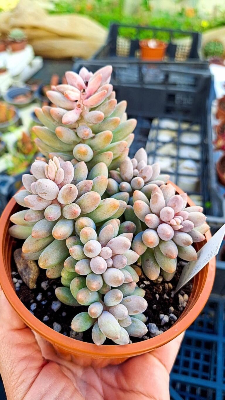 Siracactus-Succulente-Pachyphytum-machucae-baby-finger-variegata-korean-2.jpg
