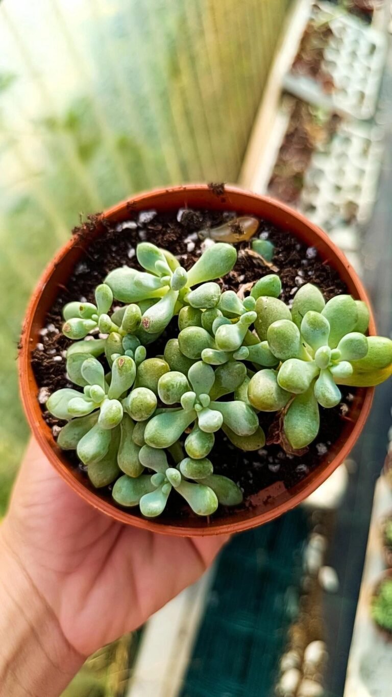 Siracactus-Succulente-Pachyphytum-rococo-korean.jpg