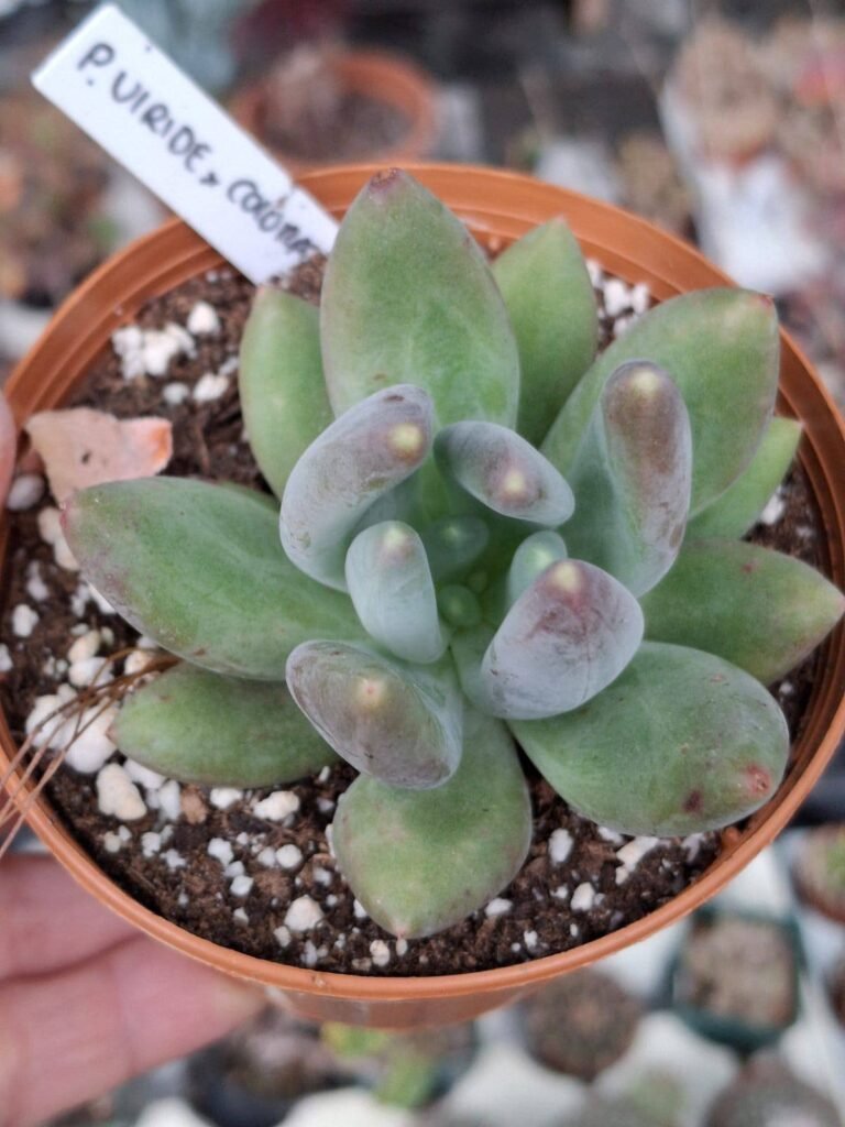 Siracactus-Succulente-Pachyphytum-viride-x-ech-colorata.jpg