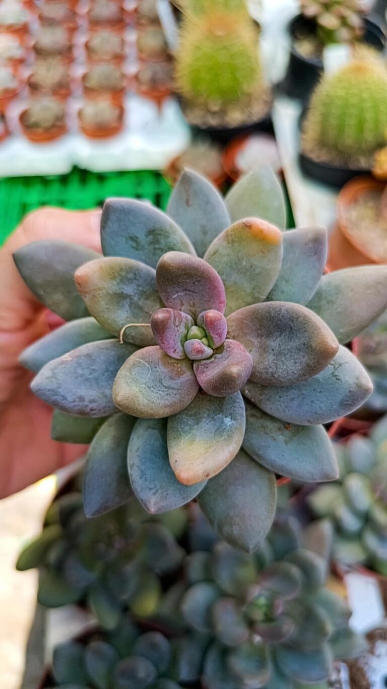 Siracactus-Succulente-Pachyveria-Blue-mist-1.jpg