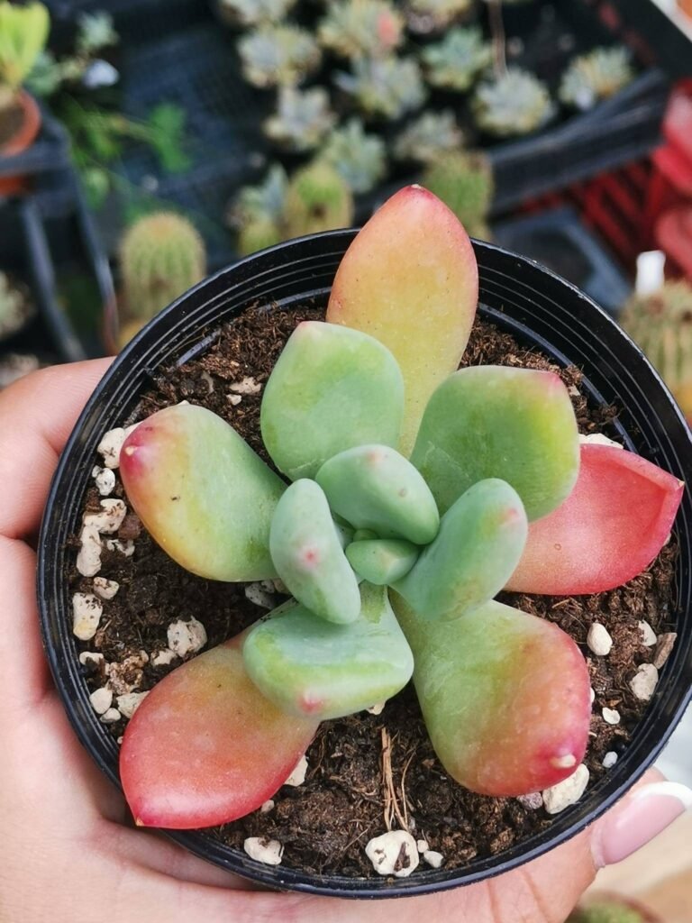 Siracactus-Succulente-Pachyveria-Dr-cornelius-2.jpg