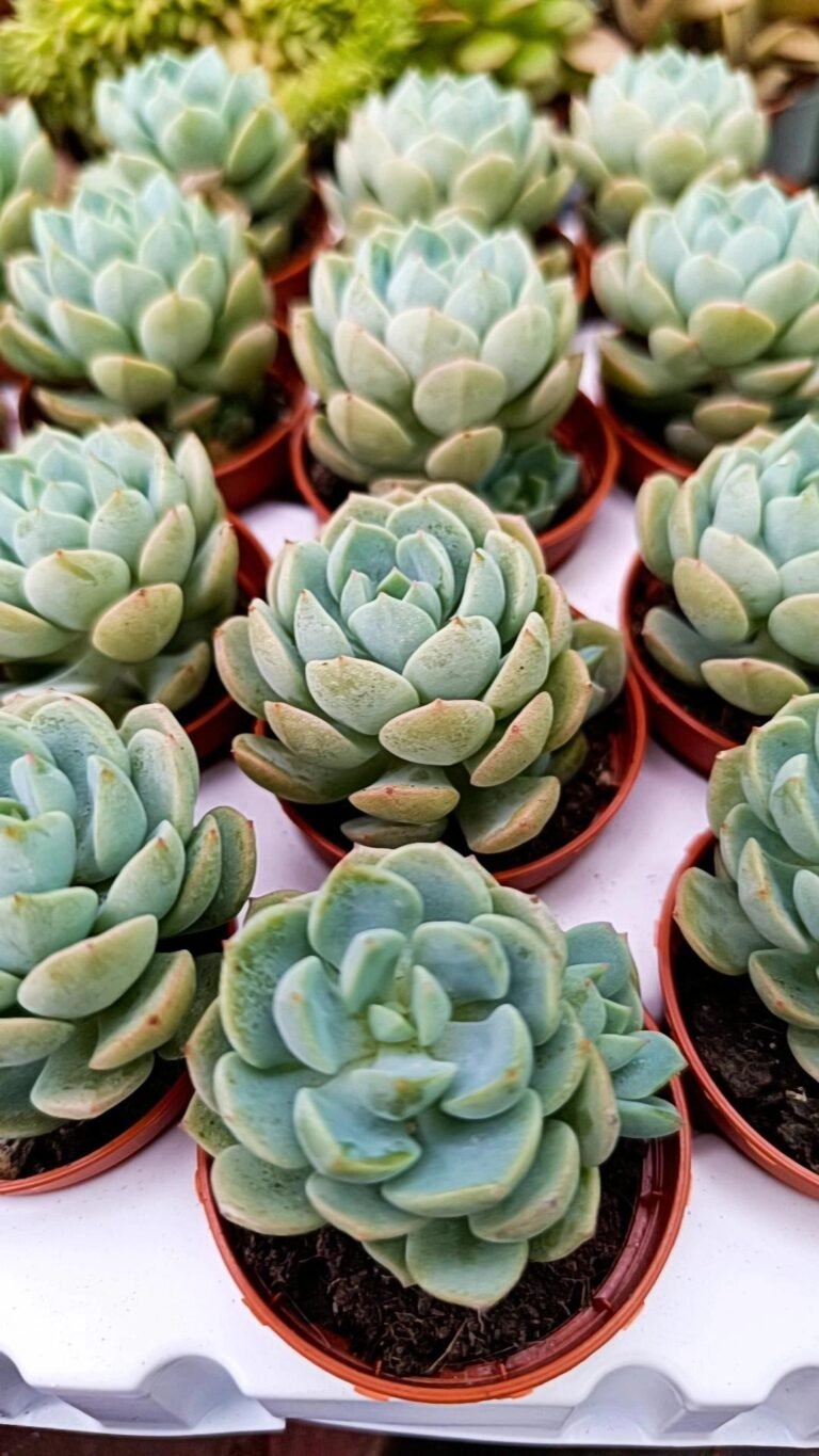 Siracactus-Succulente-Pachyveria-SP-1.jpg