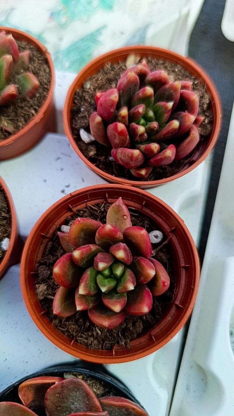 Siracactus-Succulente-Pachyveria-comedia.jpg