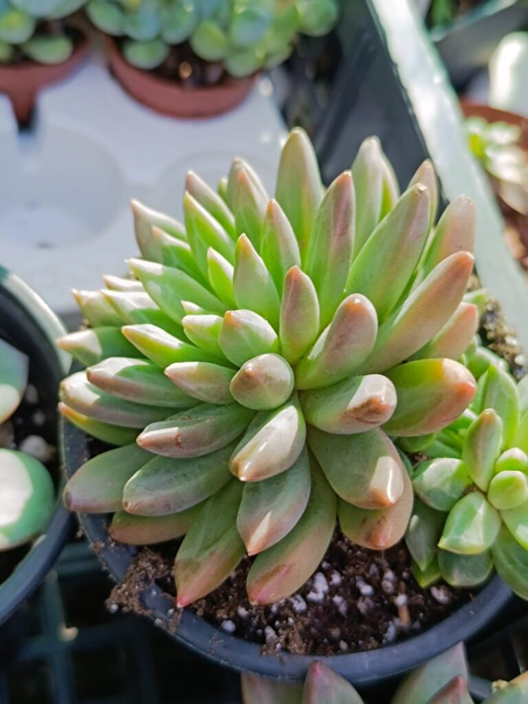 Siracactus-Succulente-Pachyveria-comedia-x-compactum.jpg