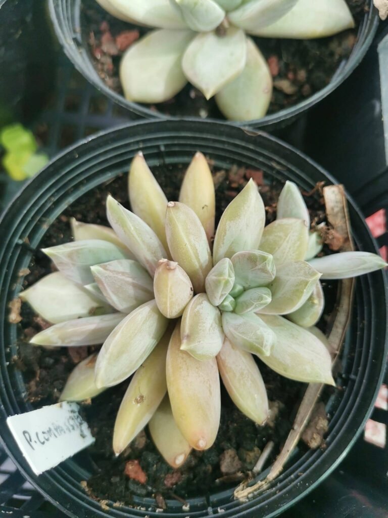 Siracactus-Succulente-Pachyveria-compassion.jpg