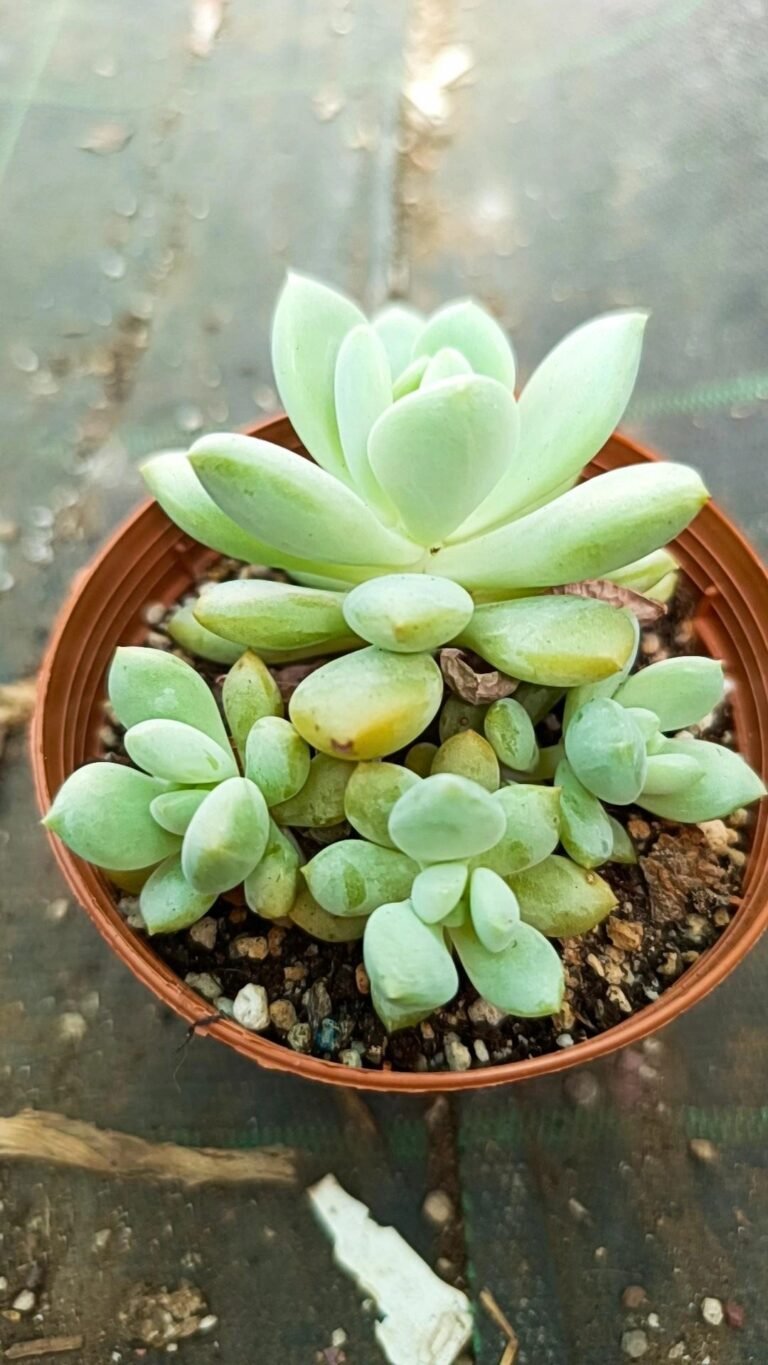 Siracactus-Succulente-Pachyveria-elaine-reinelt-korean.jpg
