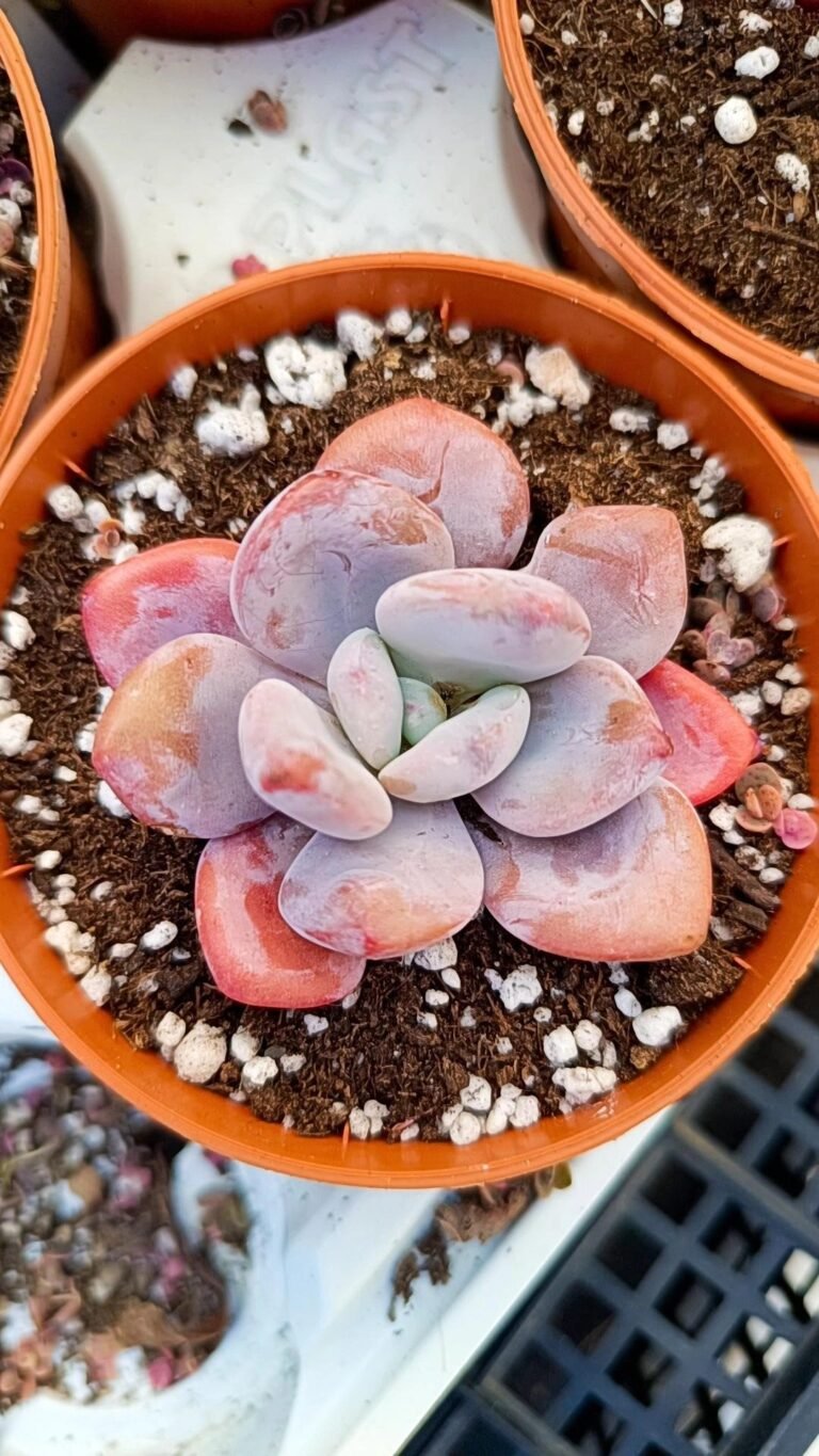 Siracactus-Succulente-Pachyveria-lala-korean.jpg