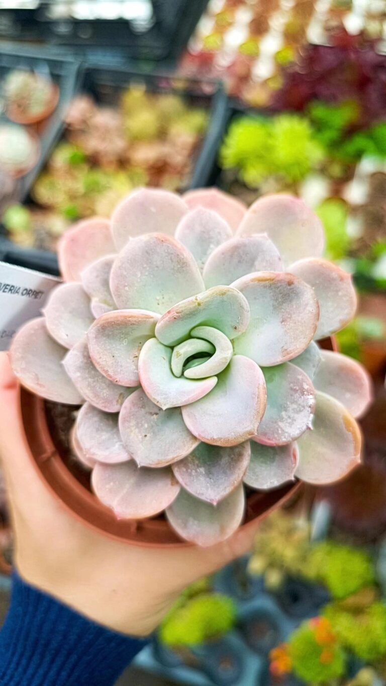 Siracactus-Succulente-Pachyveria-orpet-1-1.jpg