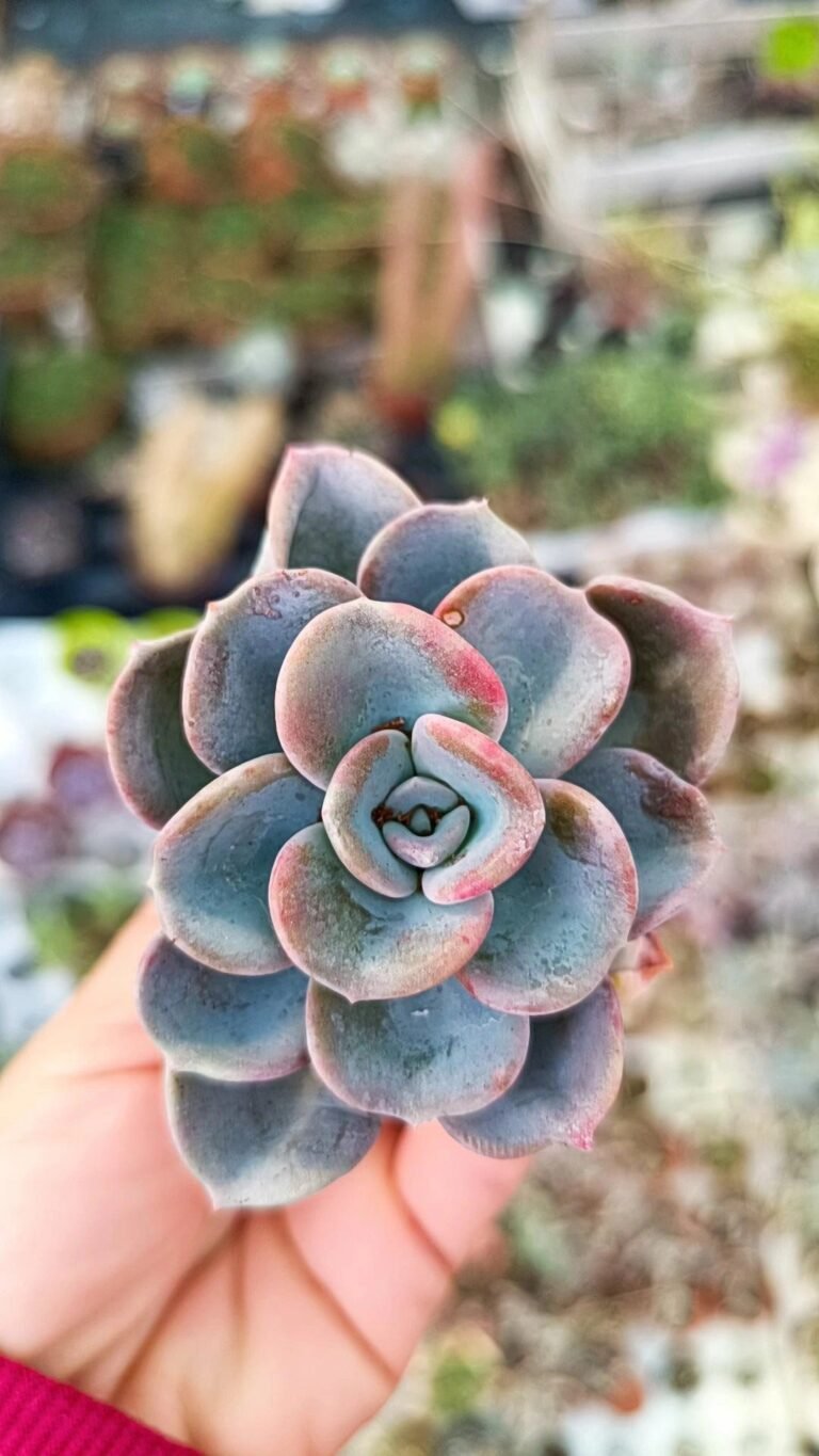 Siracactus-Succulente-Pachyveria-orpet-2.jpg