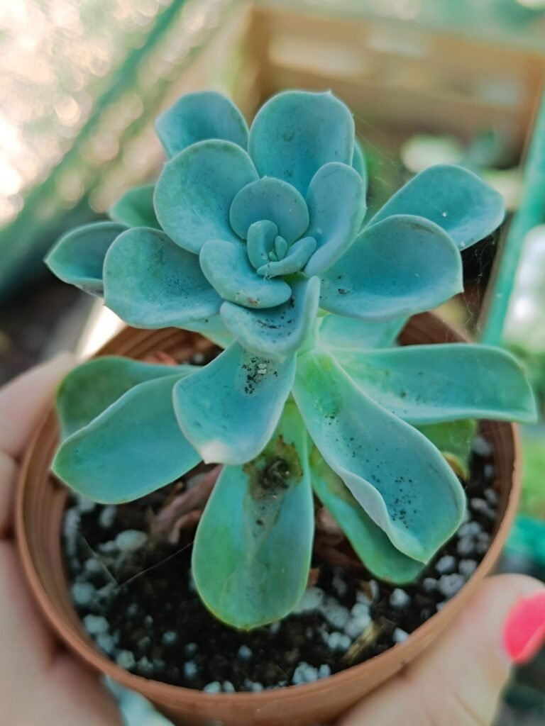 Siracactus-Succulente-Pachyveria-orpet.jpg