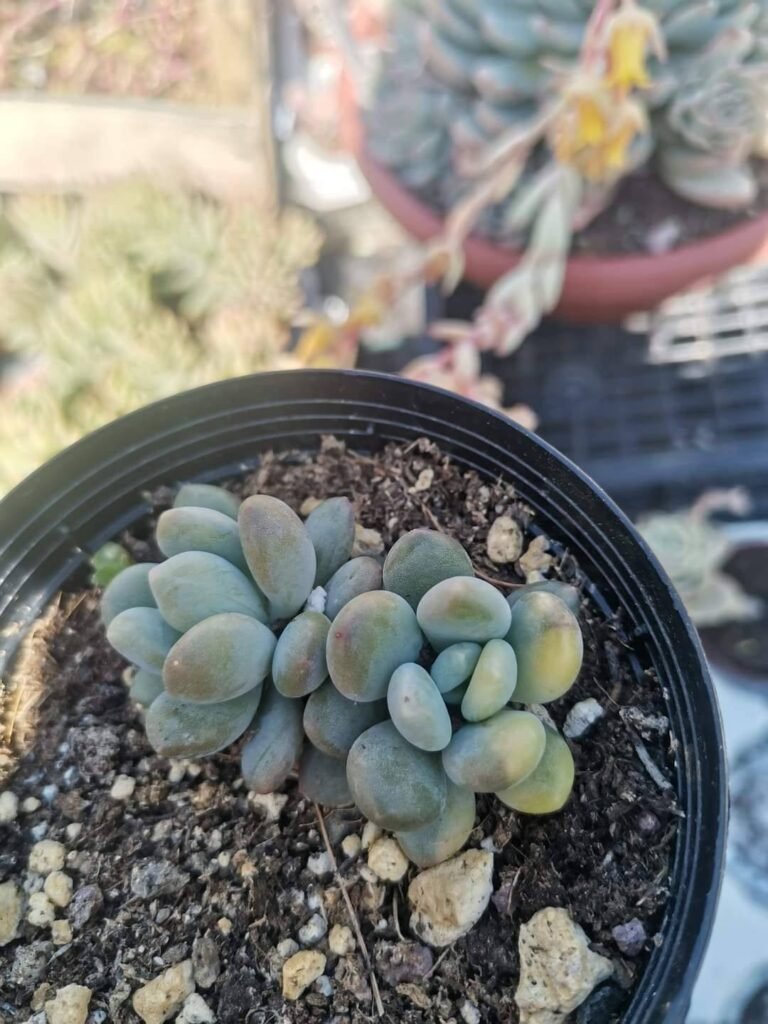 Siracactus-Succulente-Pachyveria-pachyphytoides-walt-variegata-accestite.jpg