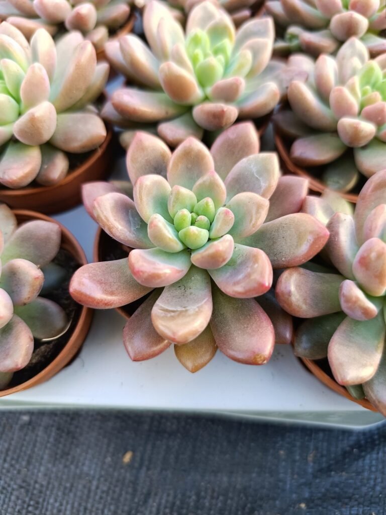 Siracactus-Succulente-Pachyveria-paradoxa.jpg