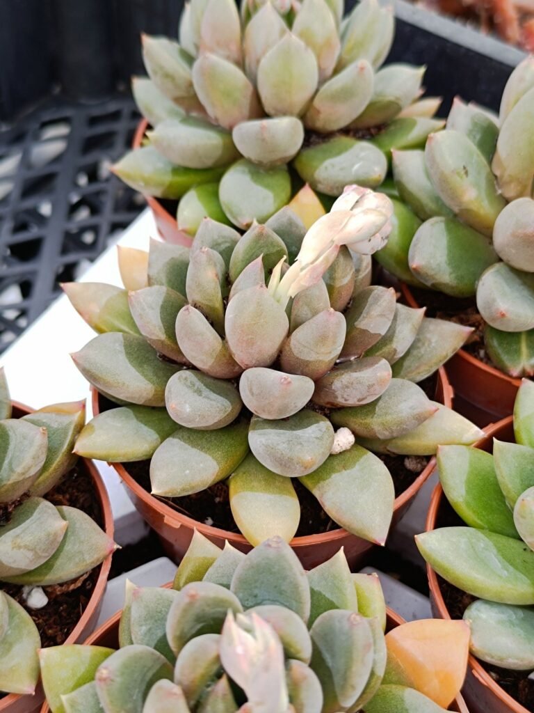 Siracactus-Succulente-Pachyveria-ruth-1.jpg