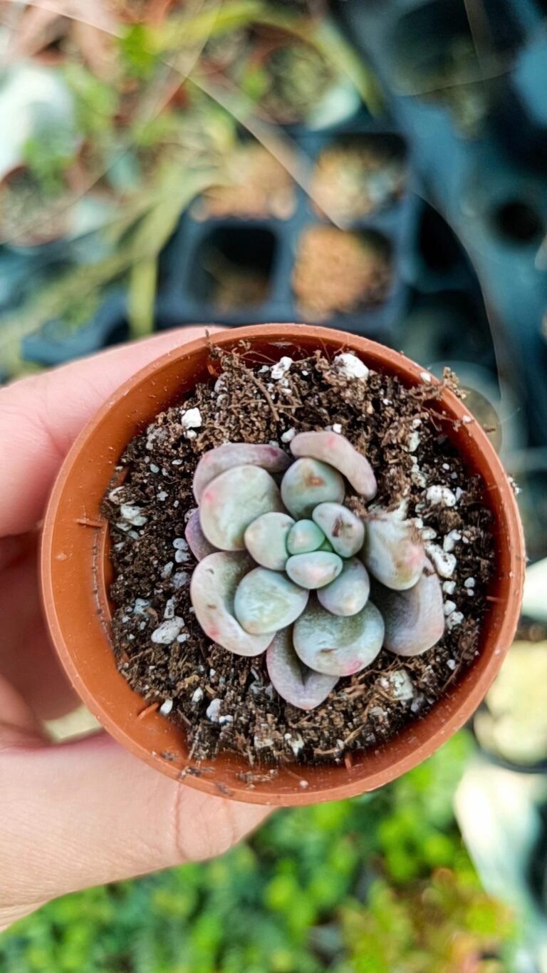 Siracactus-Succulente-Pachyveria-venus-korean-2-1.jpg