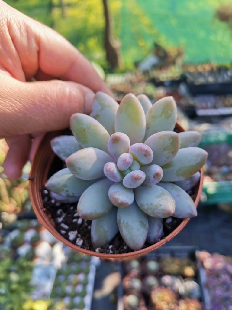 Siracactus-Succulente-Pachyveria-venus-korean.jpg