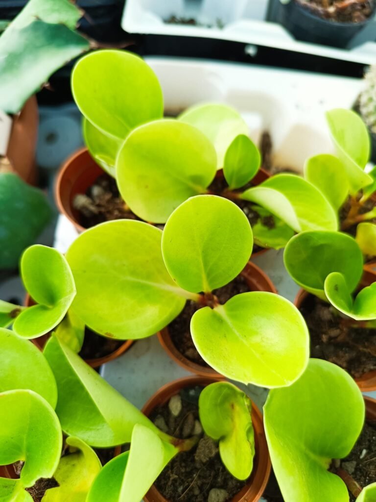 Siracactus-Succulente-Peperomia-SP-2.jpg