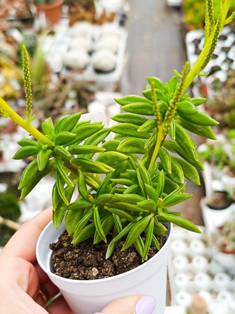 Siracactus-Succulente-Peperomia-asperula-1.jpg