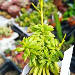 Peperomia Dolabriformis