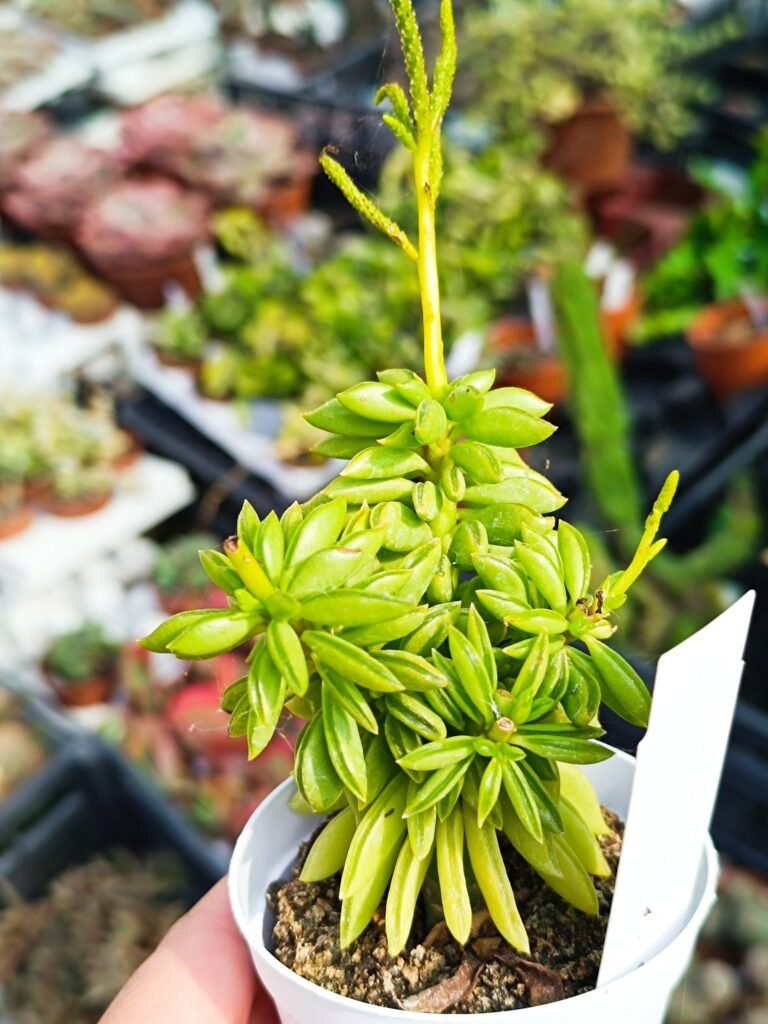 Siracactus-Succulente-Peperomia-dolabriformis-1.jpg