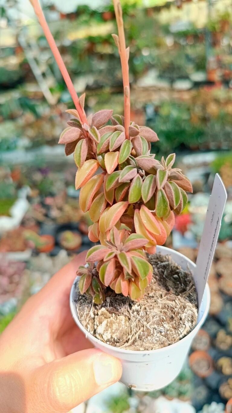 Siracactus-Succulente-Peperomia-dolabriformis-v-glaucescens.jpg