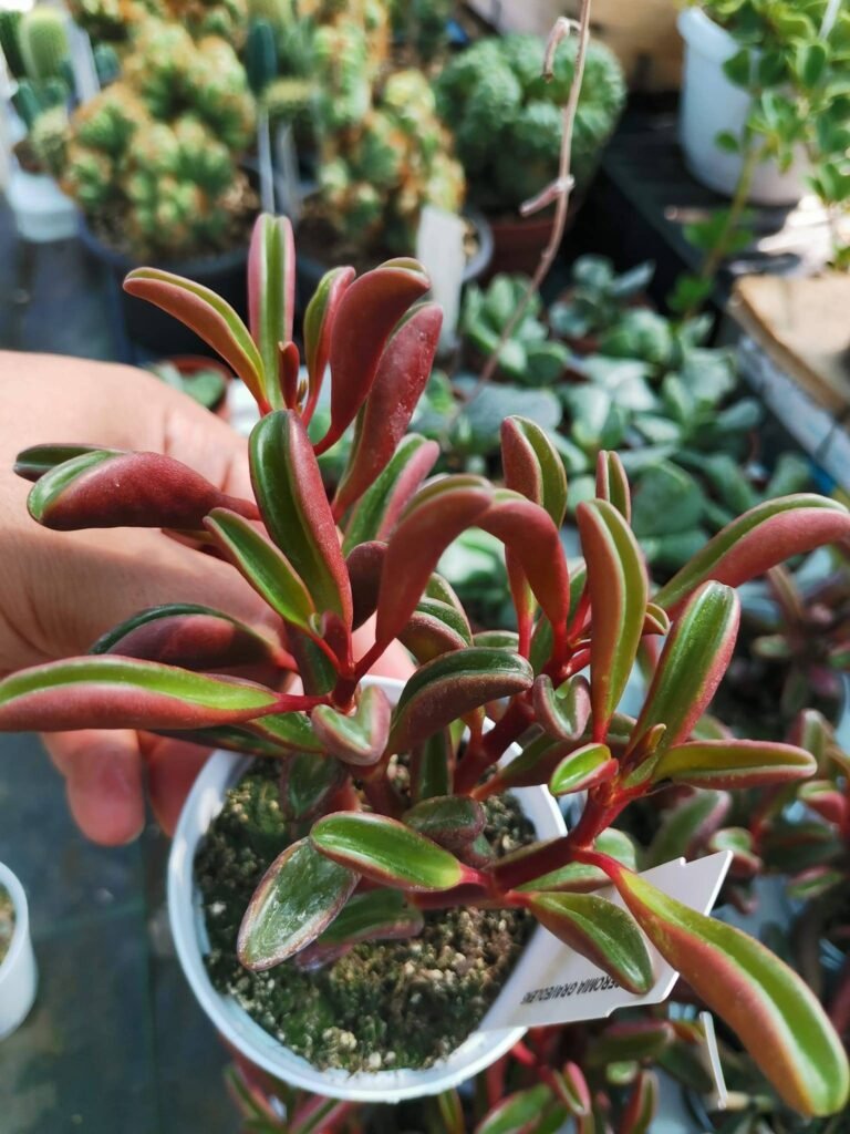 Siracactus-Succulente-Peperomia-graveolens-1.jpg