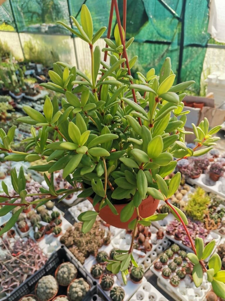 Siracactus-Succulente-Peperomia-kimnachii-1.jpg