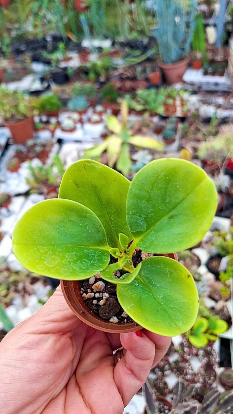 Siracactus-Succulente-Peperomia-obtusifolia-2-1.jpg