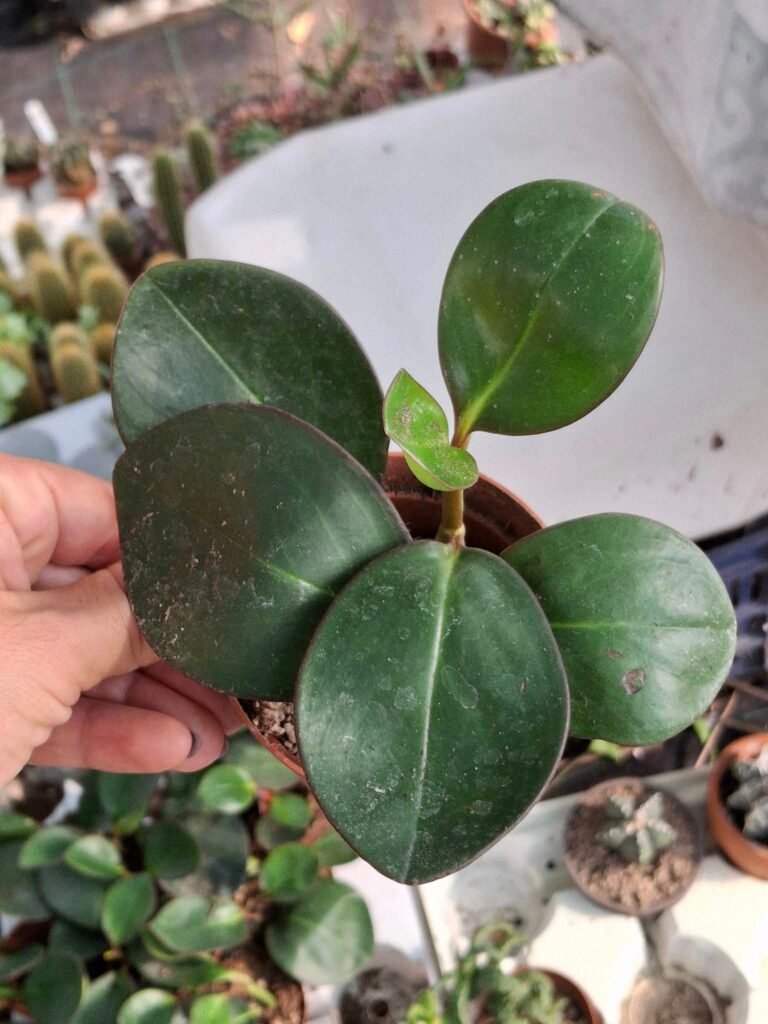 Siracactus-Succulente-Peperomia-obtusifolia.jpg