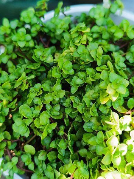 Siracactus-Succulente-Pilea-libanensis.jpg