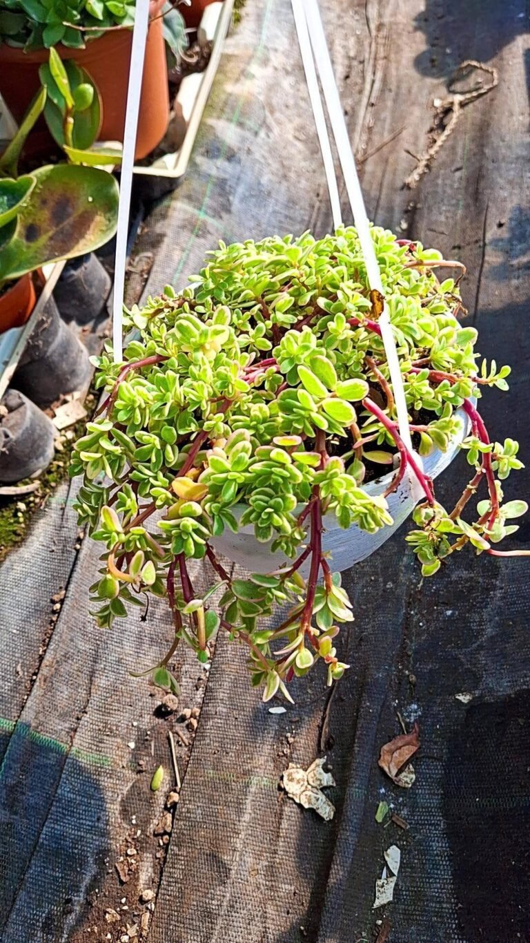 Siracactus-Succulente-Portulaca-hana-misteria-1.jpg