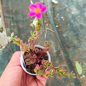 Portulaca Hana misteria