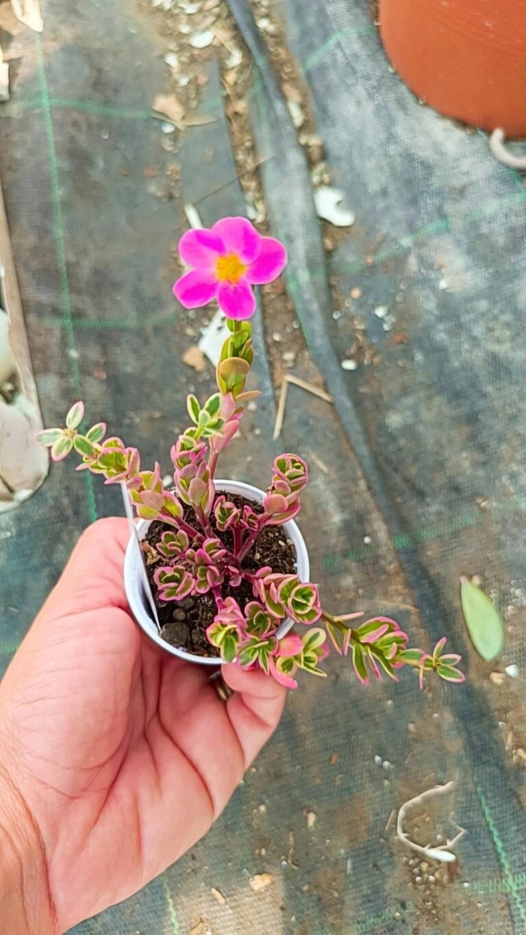 Siracactus-Succulente-Portulaca-hana-misteria-2.jpg