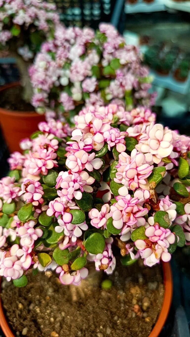 Siracactus-Succulente-Portulacaria-afra-Candy.jpg