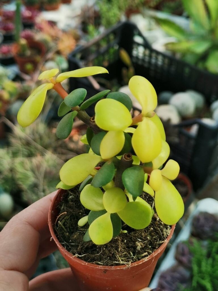 Siracactus-Succulente-Portulacaria-afra-v.-lemon-2.jpg