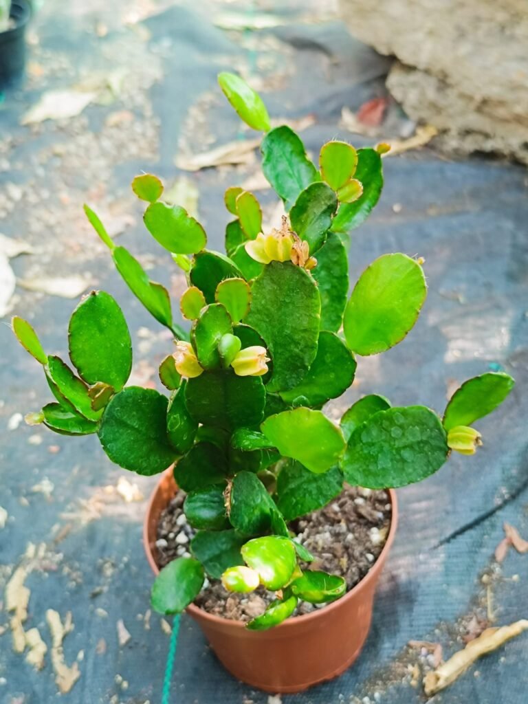 Siracactus-Succulente-Rhipsalidopsis-hybrid-Thor-anett.jpg