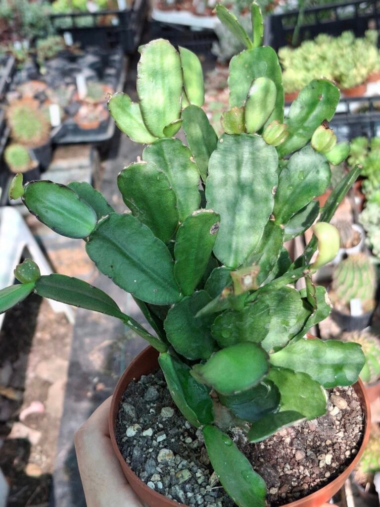 Siracactus-Succulente-Rhipsalidopsis-hybrid-Thor-everly.jpg