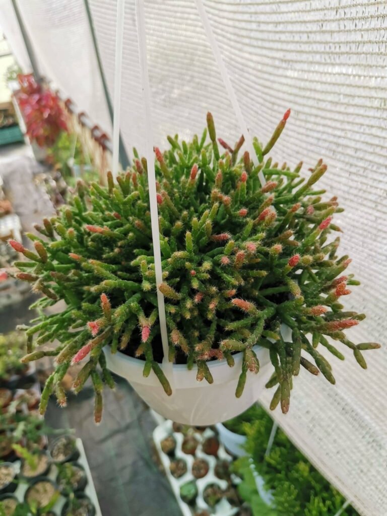 Siracactus-Succulente-Rhipsalis-baccifera.jpg