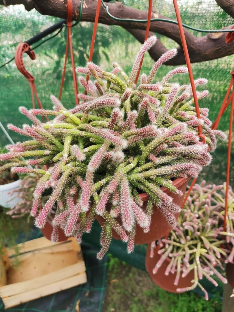 Siracactus-Succulente-Rhipsalis-baccifera-horrida-1.jpg