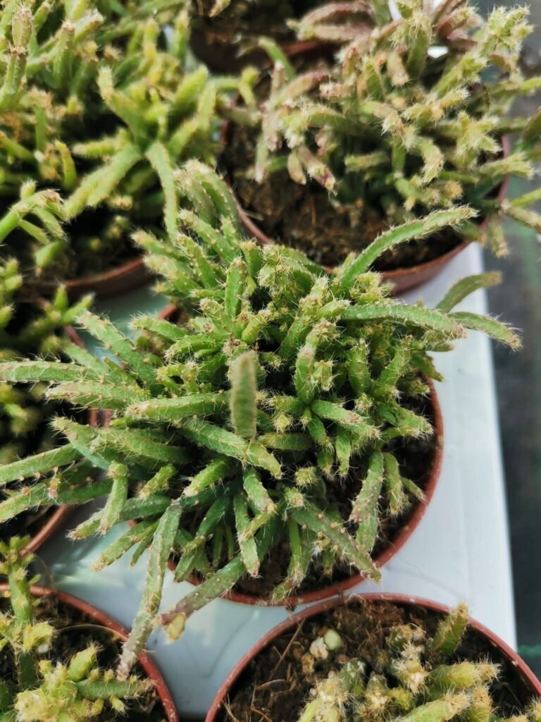 Siracactus-Succulente-Rhipsalis-burchellii-1.jpg