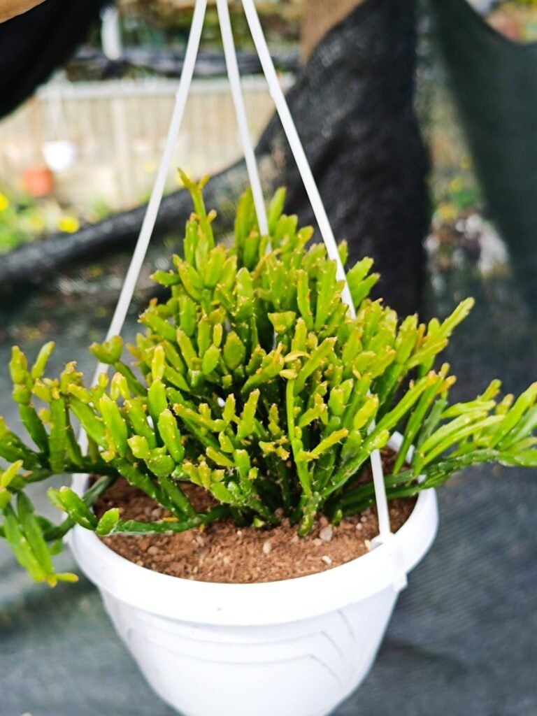Siracactus-Succulente-Rhipsalis-ewaldiana.jpg