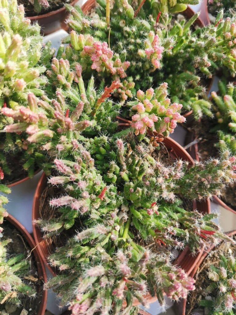 Siracactus-Succulente-Rhipsalis-pilocarpa-2.jpg