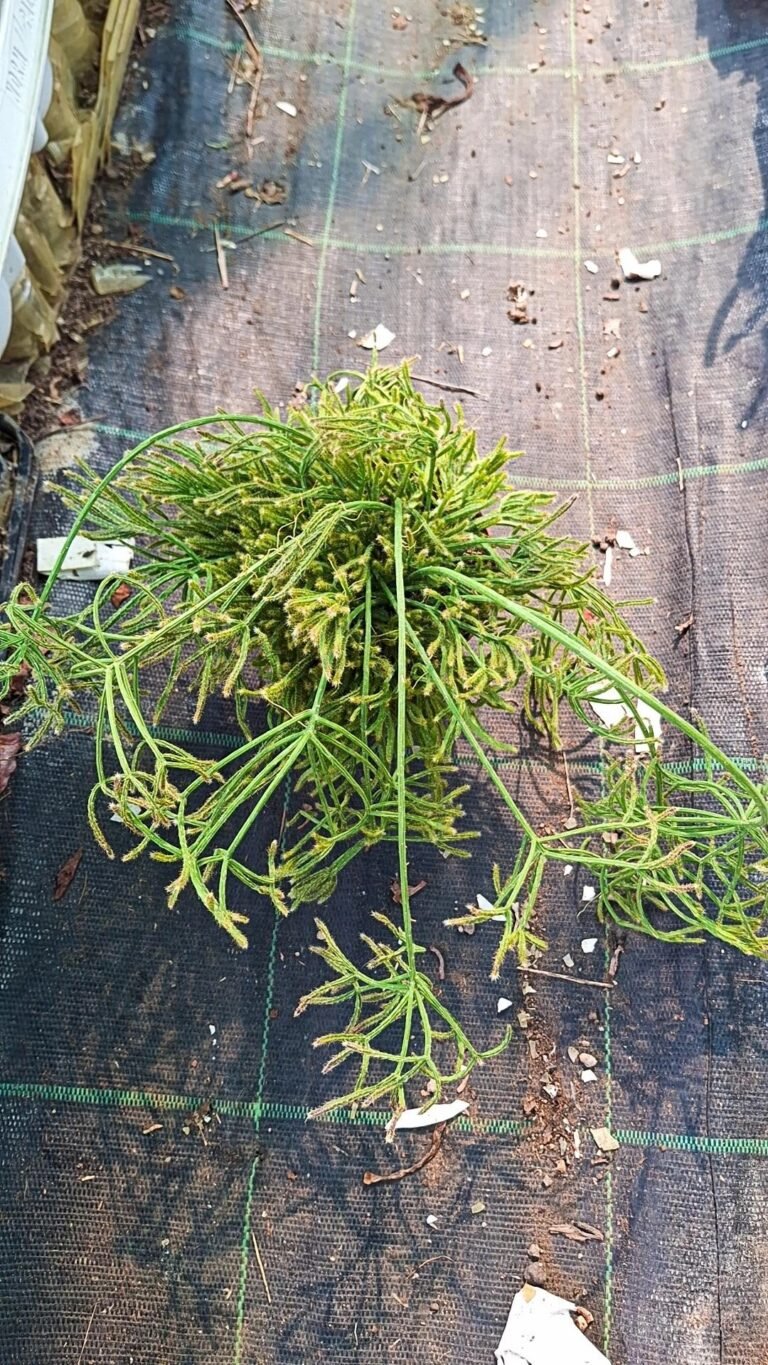 Siracactus-Succulente-Rhipsalis-pilocarpa-4.jpg