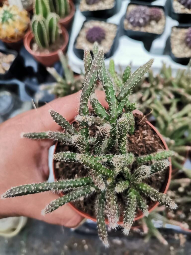 Siracactus-Succulente-Rhipsalis-pilocarpa-v.-Horrida-2-1.jpg