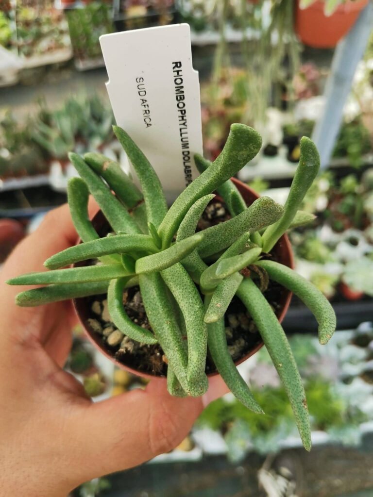 Siracactus-Succulente-Rombophyllum-dolabriformis.jpg