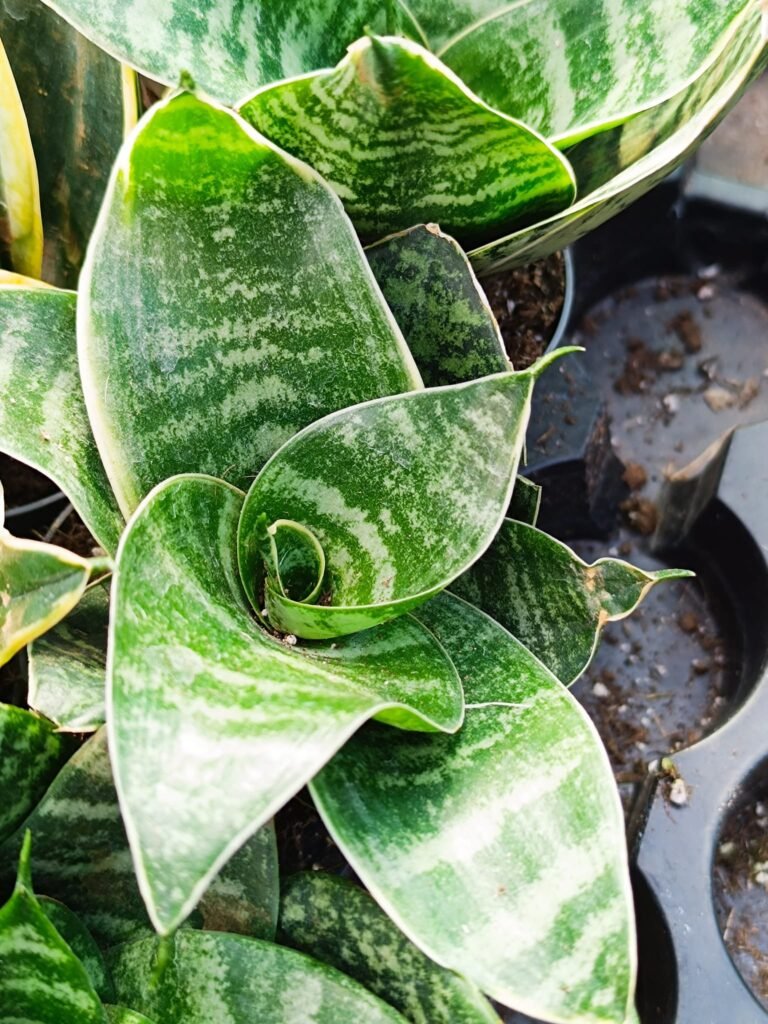 Siracactus-Succulente-Sansevieria-Variegata.jpg