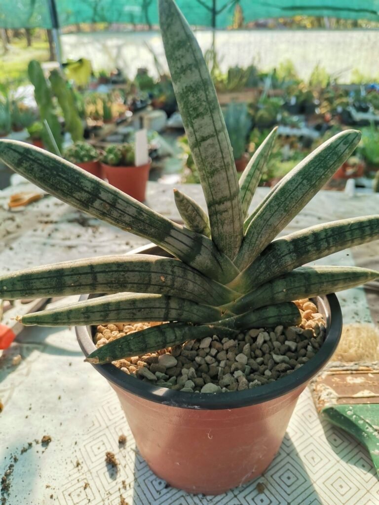 Siracactus-Succulente-Sansevieria-boncelensis-2.jpg
