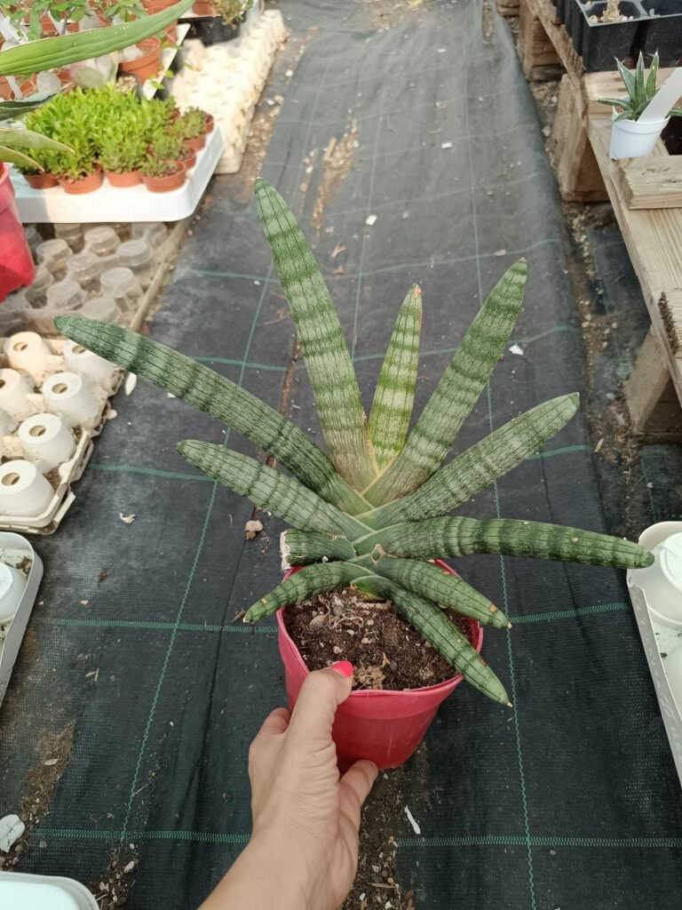 Siracactus-Succulente-Sansevieria-cylindrica.jpg